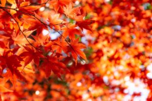 秋 - 適度な湿度と温度を保つ