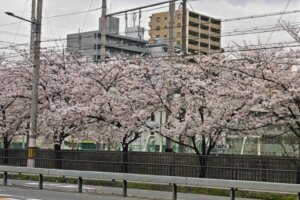 トミタの家づくり舎｜桜花見