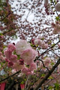 トミタの家づくり舎｜桜花見